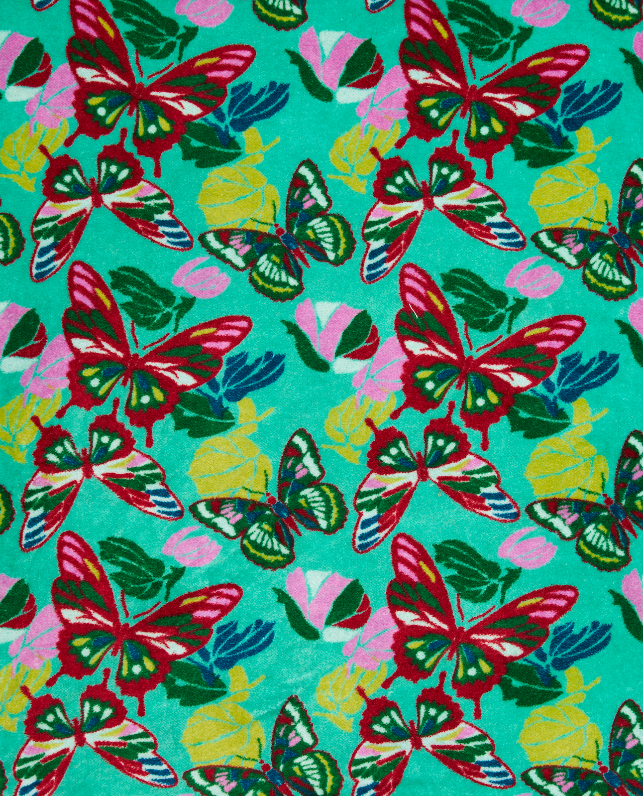 Holly Bisquay
